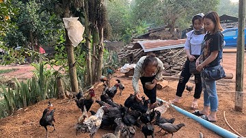 Mus saib hmoob nyob toj siab pub qaib thiab ci npua noj #2019