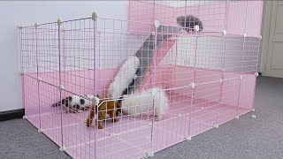 DIY Little Slip And Slide in Play Area For Pomeranian Puppies & Kitten At Home Ideas  MR PET #56