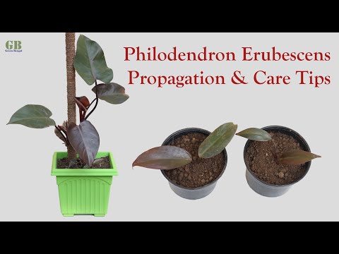 Philodendron erubescens or red emerald propagation and care tips