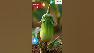 Zebra saved the brinjal tree from drying up by watering it 😭 #ai #save #tree #zebra