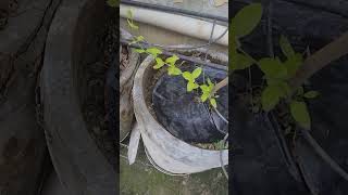 mulching to protecting from weed grass