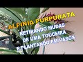 como palntei as mudas de alpinia purpurata  Americo Brazil informa