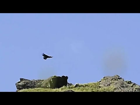 GLOBALink | Nature