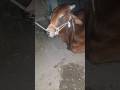 #status #viral #vlog#vlogvideo #eid #cow