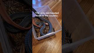 Unboxing The Rarest Venomous Snake In The Country. #Reptiles #Venomoussnakes #Unboxing #Pets