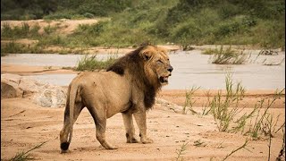 Scar Nose Majingilane - Sand River crossings