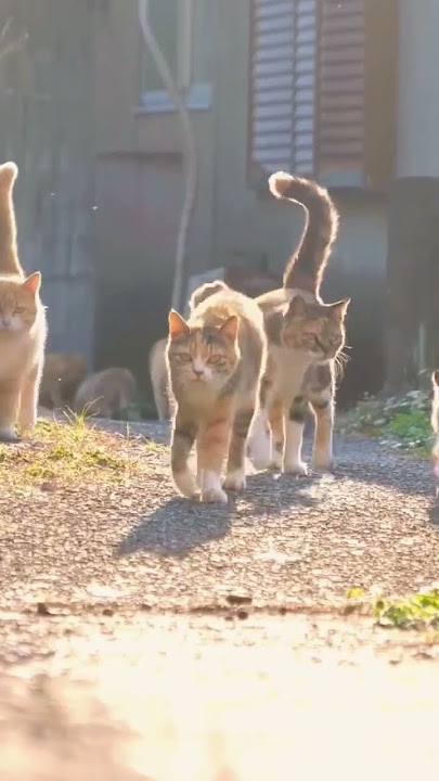 Gangster cat