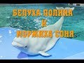 Санкт-Петербургский дельфинарий (белуха Полина и моржиха Соня)