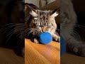 Kucing sedang bermain bola #videoshort #shorts #kucing #cat