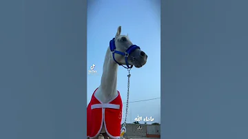 صهيل الخيل العربي الاصيل خيل عربي اصيل خيل صهيل 