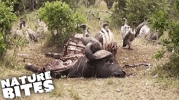 Vultures Swarm Wildebeest Carcass | Nature Bites