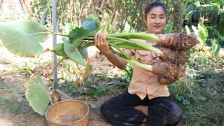 Countryside Life TV: Healthy taro soup cooking at home / Free and fresh vegetable around home
