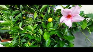 картинка: Все о дипладении