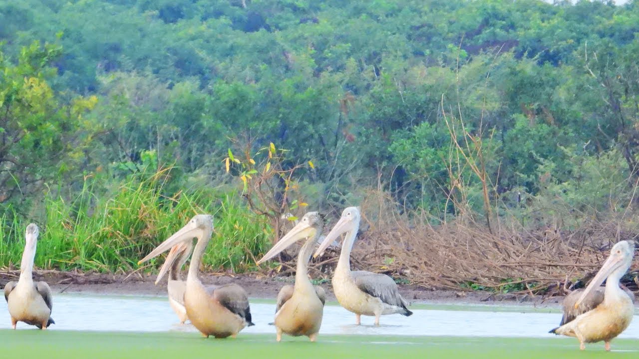 explorer 1 Amazing Spot Bill Pelican Live At Protected Areas-Siem Reap-Cambodai.