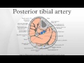 Posterior tibial artery