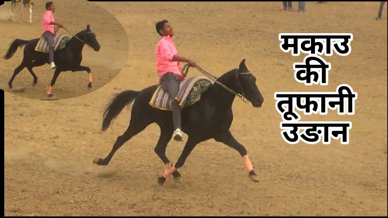 NEW HORSE IN BRAHAMPUR HORSE FAIR OWNER HARERAM SINGH FROM BIHAR PRACTICES BY SAWAR MAKAUU