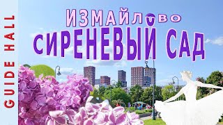 СИРЕНЕВЫЙ САД В ИЗМАЙЛОВО, МОСКВА - сорта, история, мечта. Шикарный бесплатный парк сортовой сирени!