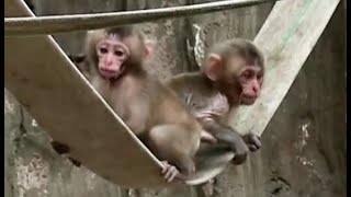 Cute baby monkeys love rubber rope swimging by Baby Monkey J 1,476 views 7 months ago 1 minute, 20 seconds