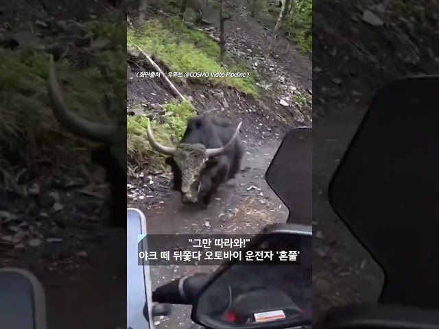 갑자기 '쿵'..운전자에게 돌진한 야크, 이유는 #shorts