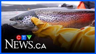 Proposed fish farm aims to produce 2.8M salmon annually