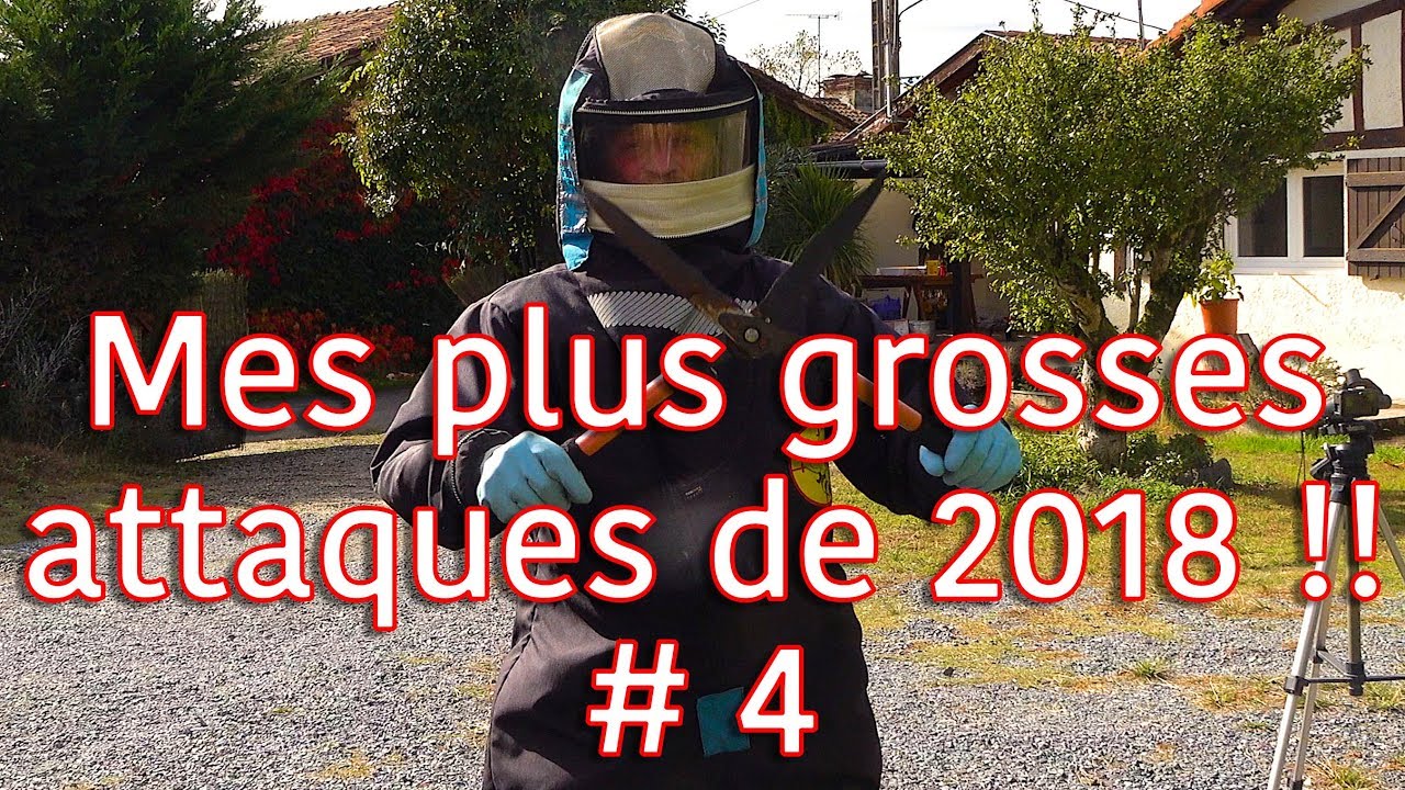 Frelons asiatiques dans la haie - Mes plus grosses attaques de 2018 !! # 4