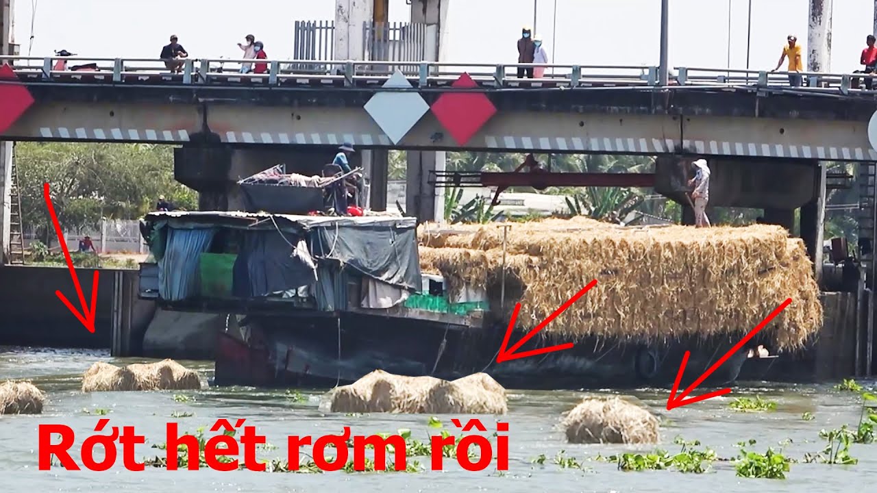 Ghe rơm thất thủ rớt mấy cuộn rơm trôi lềnh bềnh trên sông - YouTube