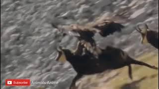 Elang vs Kambing gunung, hasil nya mengejutkan