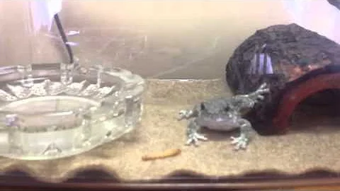 Frank the family tree frog