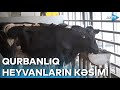 Qurbanlıq heyvanların kəsiminə necə nəzarət olunacaq?