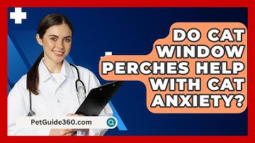 Do Cat Window Perches Help With Cat Anxiety? - PetGuide360.com