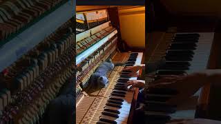love story piano cover #piano #pianocover #music #song #instrumental #pianotutorial #shorts