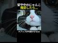 外出中、にゃんこが気になって見てみたら…