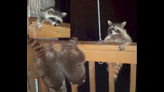 Climbing school (for five little raccoon kits)