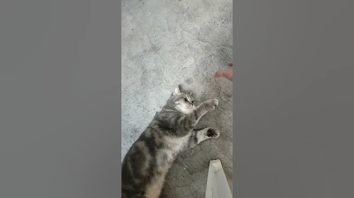 Video 10825291: american cute cat, american hair