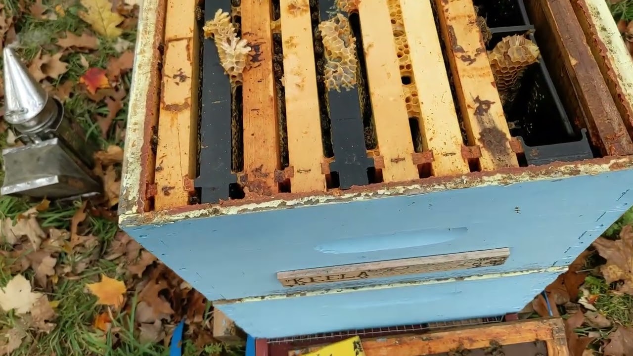 8 Frame Beehive Screened Bottom Board Dipped In 100% Beeswax For Langstroth Beekeeping - View #3
