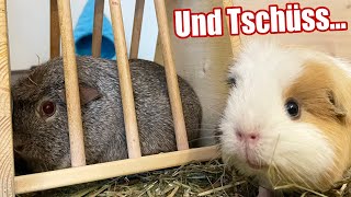 Doch keine Weltherrschaft durch Meerschweinchen...