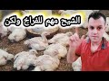 فوائد الشيح للفراخ البيضاء والكمية المناسبة 