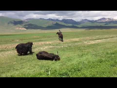 Video: Муск өгүзү: жашоо мүнөзүнүн өзгөчөлүктөрү