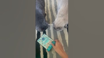 #cat #catlover #kitten #sleepcat #sleepycat #catvideos #cute #cats #catnip #cutecat