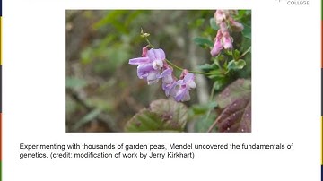 Chapter 8   Patterns of Inheritance