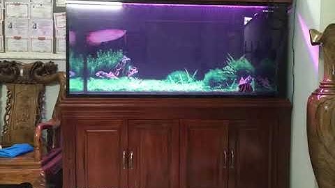 Hồ cá rồng thi công tại nhà anh Hiển  Biên Hòa - Đồng Nai