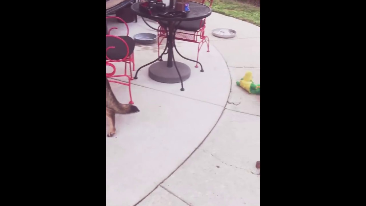 German Shepherd Puppies