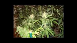 KILLER SATIVA