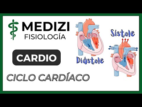 Clase 17 Fisiología