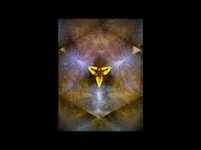 David Levy: The Flower