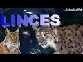 TIPOS DE LINCES QUE EXISTEN