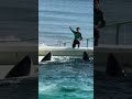 連続スカイロケット (ララ・ルーナ ):鴨川シーワールド シャチショー ※2024.02.12 / KamogawaSeaWorld killerwhale orca show