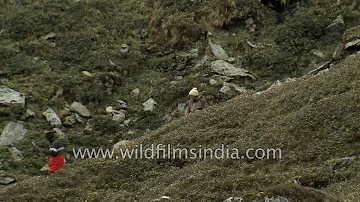 Highlanders collecting Cordyceps in Western Himalaya