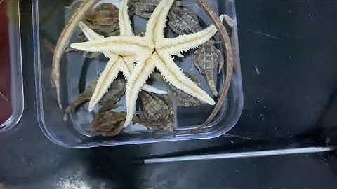 Hải mã ngâm rượu