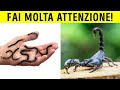 101 Storie Che Cambieranno Il Tuo Punto Di Vista Sul Mondo Animale!